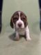 Beagle Puppies for sale in Arvin, California. price: $1,500