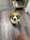 Beagle Puppies for sale in Alamosa, Colorado. price: $850
