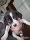 Beagle Puppies for sale in Flat Rock, Alabama. price: $500