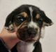 Beagle Puppies for sale in Harpers Ferry, IA 52146, USA. price: $850