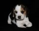 Beagle Puppies for sale in Concord, CA, USA. price: NA