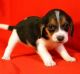 Beagle Puppies for sale in Fresno, CA, USA. price: NA