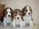 Beagle Puppies for sale in North Delta, Delta, BC V4C, Canada. price: NA