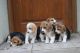 Beagle Puppies for sale in Powder River, WY, USA. price: NA