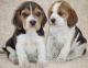 Beagle Puppies for sale in Fresno, CA, USA. price: NA