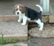 Beagle Puppies for sale in Beaver Creek, CO 81620, USA. price: NA