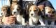 Beagle Puppies for sale in Concord, CA, USA. price: NA