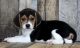 Beagle Puppies for sale in San Jose, CA, USA. price: NA