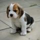 Beagle Puppies for sale in Naperville, IL, USA. price: NA
