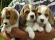 Beagle Puppies for sale in San Jose, CA, USA. price: $400