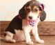Beagle Puppies for sale in San Jose, CA, USA. price: NA