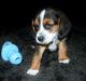 Beagle Puppies for sale in Adairsville, GA 30103, USA. price: NA