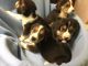 Beagle Puppies for sale in State Hwy 161, Texas, USA. price: NA