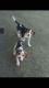 Beagle Puppies for sale in San Jose, CA, USA. price: $300