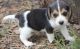 Beagle Puppies for sale in Mountain View, CA, USA. price: $200