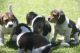 Beagle Puppies for sale in Bronx, NY 10460, USA. price: NA