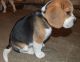 Beagle Puppies for sale in Salt Lake City, UT, USA. price: NA