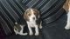 Beagle Puppies for sale in Tempe, AZ, USA. price: NA