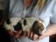 Beagle Puppies for sale in Round Rock, TX 78664, USA. price: $500