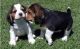 Beagle Puppies for sale in El Paso, TX, USA. price: NA