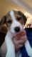 Beagle Puppies for sale in Florida Ave S, Lakeland, FL, USA. price: NA