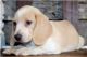 Beagle Puppies for sale in Bronx, NY, USA. price: NA
