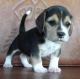 Beagle Puppies for sale in Casper, WY, USA. price: NA