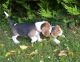 Beagle Puppies for sale in CA-111, Niland, CA 92257, USA. price: NA