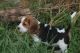 Beagle Puppies for sale in 662 Fulton St, Brooklyn, NY 11207, USA. price: NA