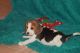 Beagle Puppies for sale in 786 Myrtle Ave, Brooklyn, NY 11206, USA. price: NA