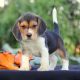 Beagle Puppies for sale in Black River Falls, WI 54615, USA. price: NA