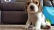 Beagle Puppies for sale in Pennsylvania, Runnemede, NJ 08078, USA. price: NA