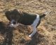 Astonished Beagle puppies for sale. Text (xxx) xxx-xxx2