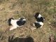 Beagle Puppies for sale in Laona, WI 54541, USA. price: $250