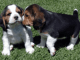 Beagle Puppies for sale in Utah County, UT, USA. price: NA