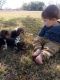 Beagle Puppies for sale in La Pryor, TX 78872, USA. price: $850