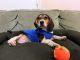 Beagle Puppies for sale in Brooklyn, NY, USA. price: NA