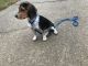 Beagle Puppies for sale in Voorhees Township, NJ 08043, USA. price: NA