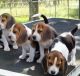 Beagle Puppies for sale in El Paso, TX, USA. price: NA