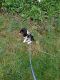 Beagle Puppies for sale in 1088 Vroom Rd, Spencerport, NY 14559, USA. price: NA