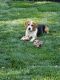 Beagle Puppies for sale in Los Altos, CA 94024, USA. price: $2,000