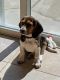 Beagle Puppies for sale in Danville, CA, USA. price: NA