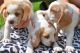 Beagle Puppies for sale in China Springs, Spring, TX 77373, USA. price: NA