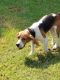 Beagle Puppies for sale in 147 Sumner Lakes Rd, Sumner, GA 31789, USA. price: NA