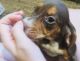 Beagle Puppies for sale in Bartow, FL, USA. price: $650
