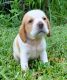 Beagle Puppies for sale in Fort Meade, FL, USA. price: $1,200
