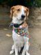 Beagle-Harrier Puppies for sale in Herndon, VA 20171, USA. price: NA
