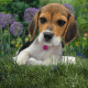 Beagle-Harrier Puppies for sale in Pennsylvania Station, 4 Pennsylvania Plaza, New York, NY 10001, USA. price: $2,900