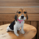Beagle-Harrier Puppies for sale in 1309 Coffeen Ave, Sheridan, WY 82801, USA. price: $2,900