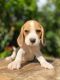 Beagle-Harrier Puppies for sale in California City, CA, USA. price: $2,900